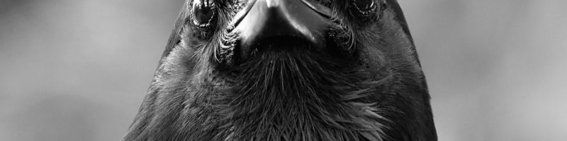 Immagine di un corvo